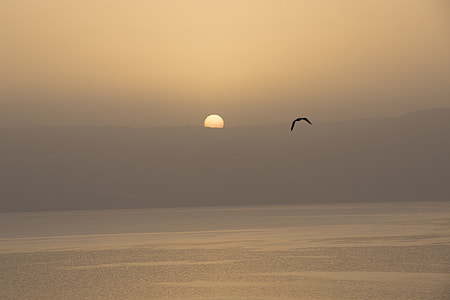 bird flying over body of water thumbnail