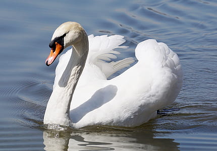 white goose in body of water thumbnail