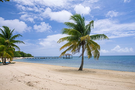green coconut tree near blue beach at daytime thumbnail