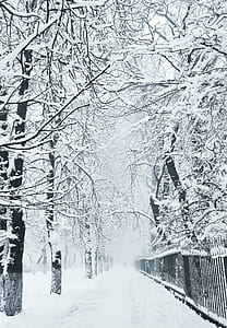 snow-covered trees thumbnail