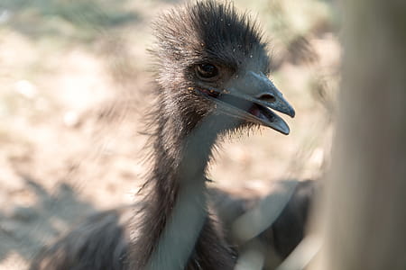 Portrait of Emu bird at the ZOO thumbnail
