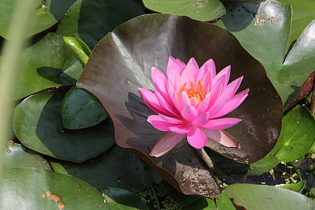 closeup photo of pink petaled flwoer thumbnail