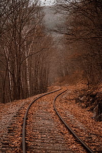 gray train rail surrounded by trees thumbnail