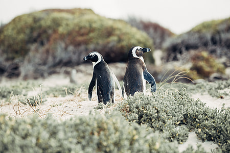 two black-and-white penguins surrounded plants during daytime thumbnail