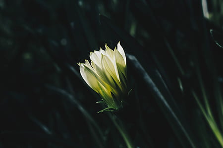 close up photo of white petaled flower thumbnail