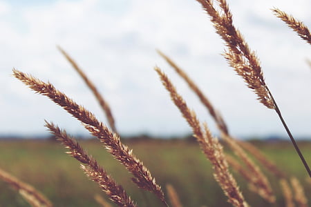 selective focus photo of wheat thumbnail