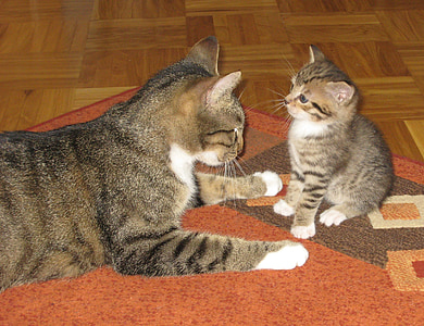 brown tabby kitten and tabby cat on top of orange and brown rug thumbnail