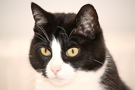 tuxedo cat thumbnail