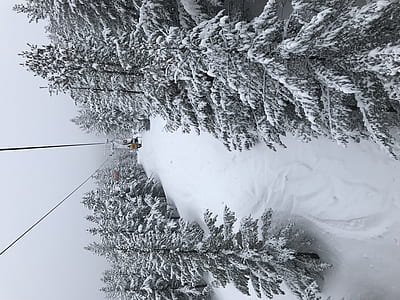 green tree covered with snow thumbnail