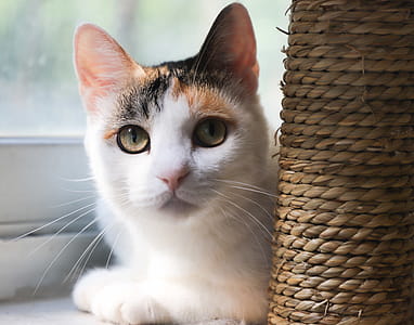 Calico Cat thumbnail