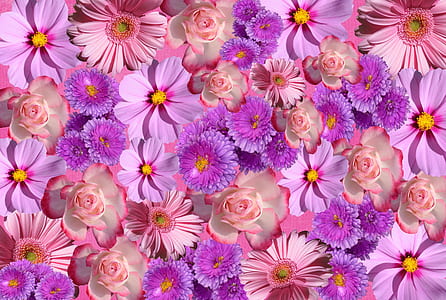 purple and pink petaled flowers thumbnail