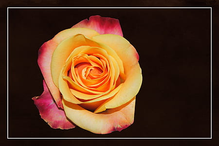 yellow and red rose against black background thumbnail