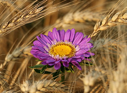 closeup photo of purple Gerbera daisy flower thumbnail