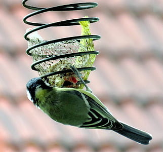 selective focus photograph of green and black bird thumbnail
