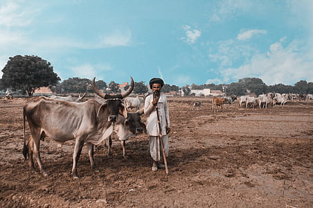 man standing beside cow thumbnail