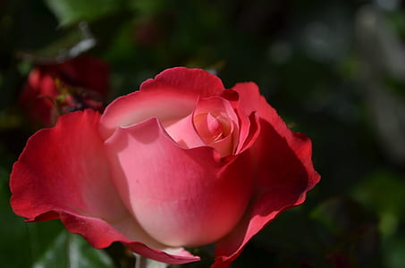 red rose bud at daytime thumbnail