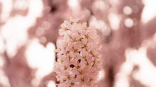 closeup photo of white petaled flower thumbnail