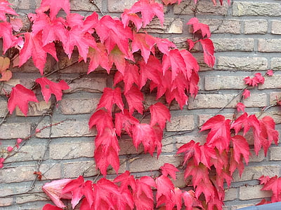 red maple covered concreted wall thumbnail