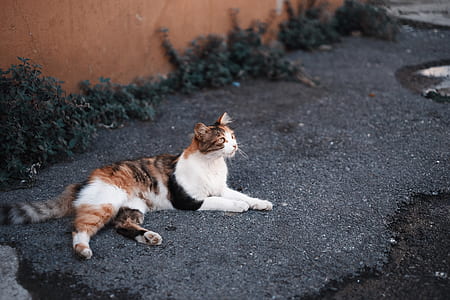 white and brown cat lying on black floor thumbnail