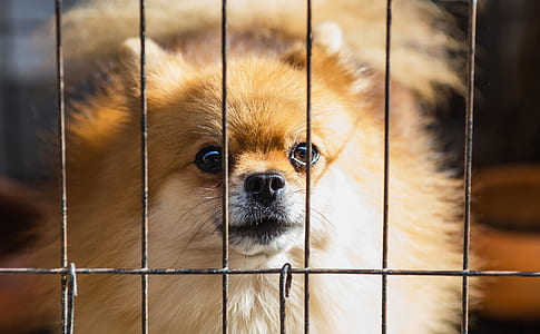 Long-coated Brown Puppy Inside Cage thumbnail