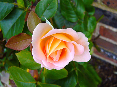 selective focus photography of pink rose thumbnail