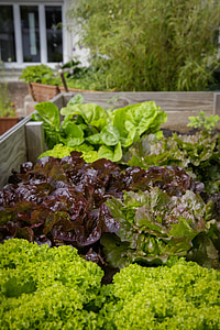 green and purple leafed plants thumbnail