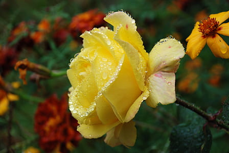 selective focus photography of yellow rose in bloom thumbnail