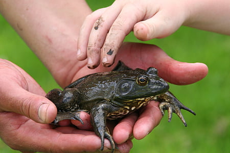 person holding green frog thumbnail