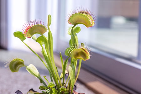 selective focus photography of Venus fly trap inside room thumbnail