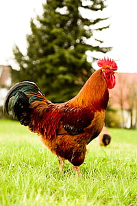 brown and black rooster standing on green grasses thumbnail