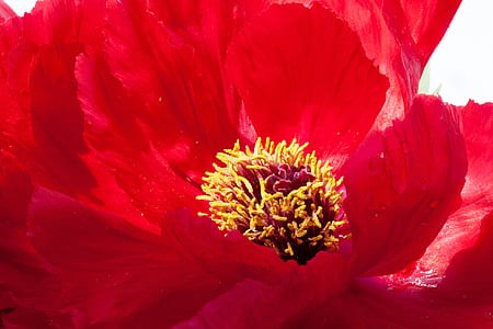 red and yellow flower thumbnail