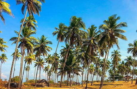 palm trees under sunny sky thumbnail