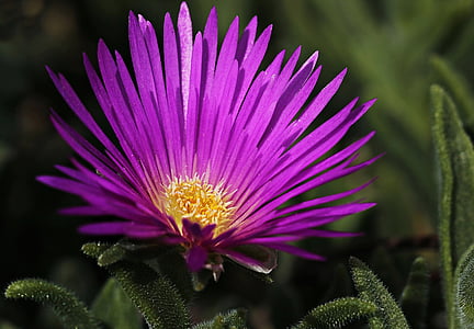 closeup photography of purple ice plant flower thumbnail