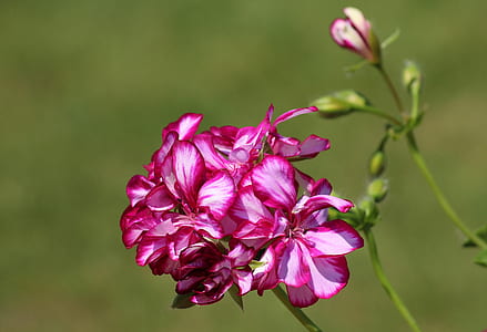 selective focus photography of pink petaled flower thumbnail