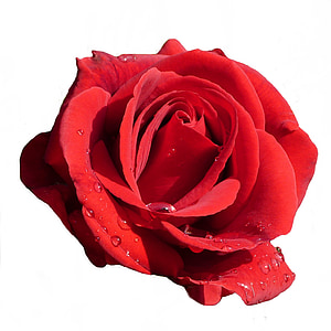 red rose thumbnail
