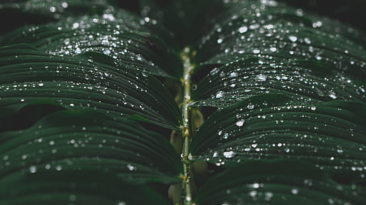 macro photography of water droplets on leaves thumbnail