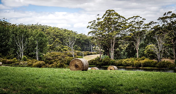 photo of green trees under blue sky at daytime thumbnail