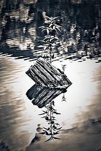 grayscale photo of plant thumbnail