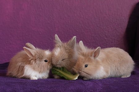 three brown rabbits thumbnail