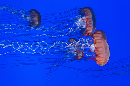 school of orange jellyfishes thumbnail