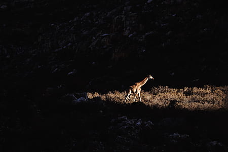 giraffe walking near mountain thumbnail