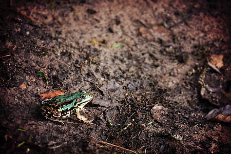green and black frog on ground thumbnail