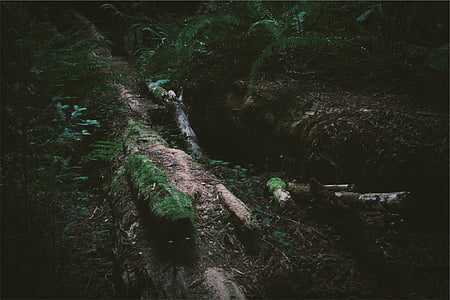 brown log near river at daytime thumbnail