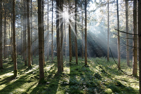 sunlight through tall trees thumbnail