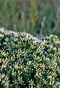 selective focus photography of grass thumbnail