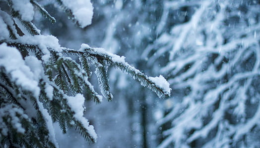 pine tree coated with snow thumbnail