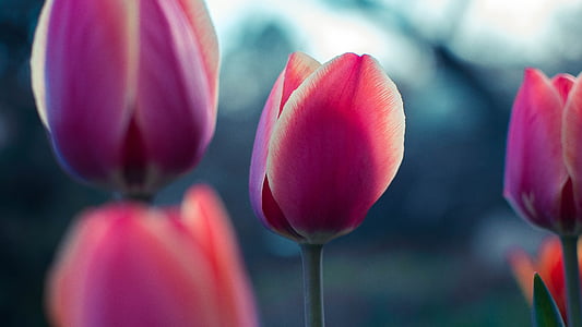 selective focus photography of pink tulip flowers thumbnail