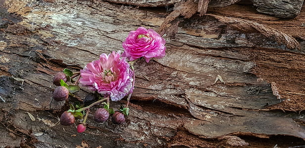 two pink flowers photography thumbnail