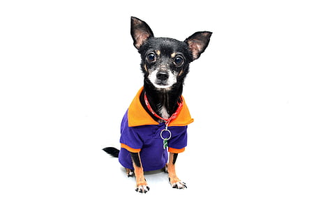 dog wearing purple shirt photograph thumbnail