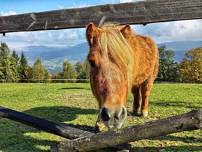 brown horse beside a fence on grass field thumbnail